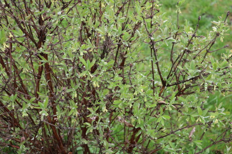 Жимолость. Иллюстрация для статьи используется по стандартной лицензии ©dachnyedela.ru