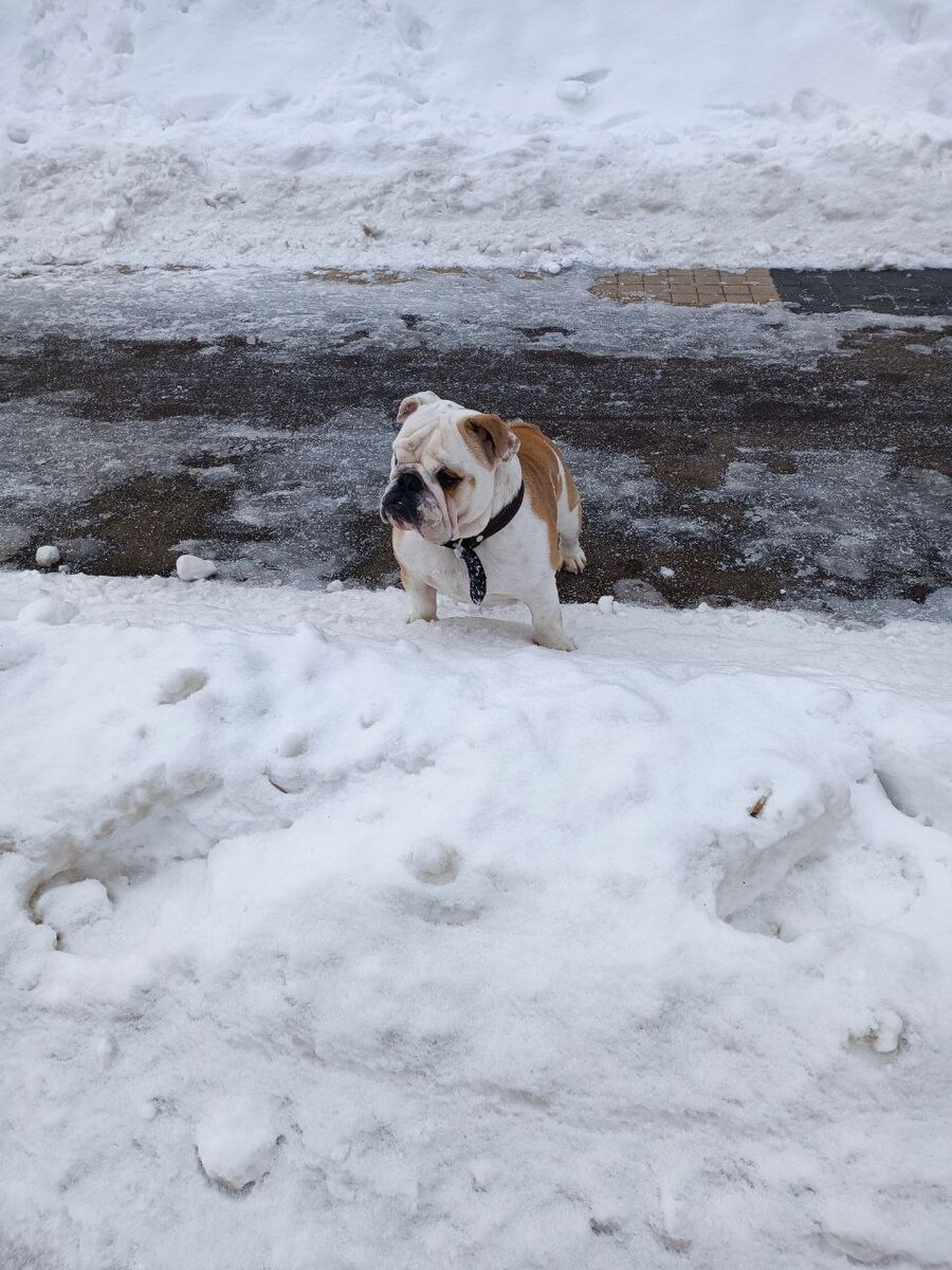 Коктейль «Бульдог» (Bulldog cocktail)