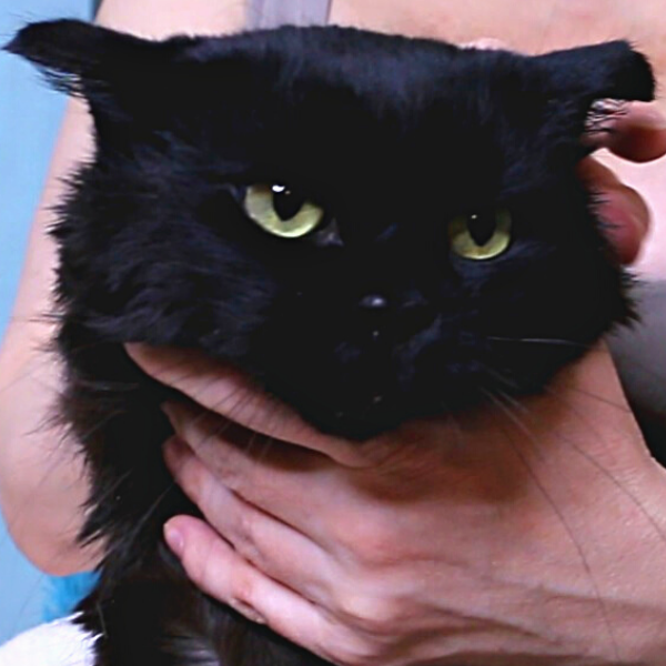 Кот Бегемот с больными ушками