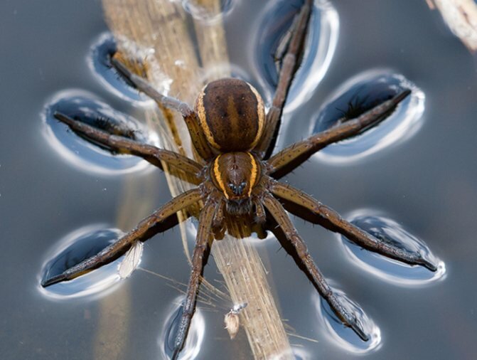 Ядовитые пауки-осы расселяются в Тульской области