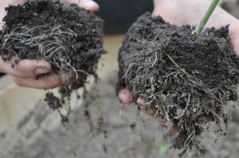 Хорошо развитая корневая система у рассады томатов.