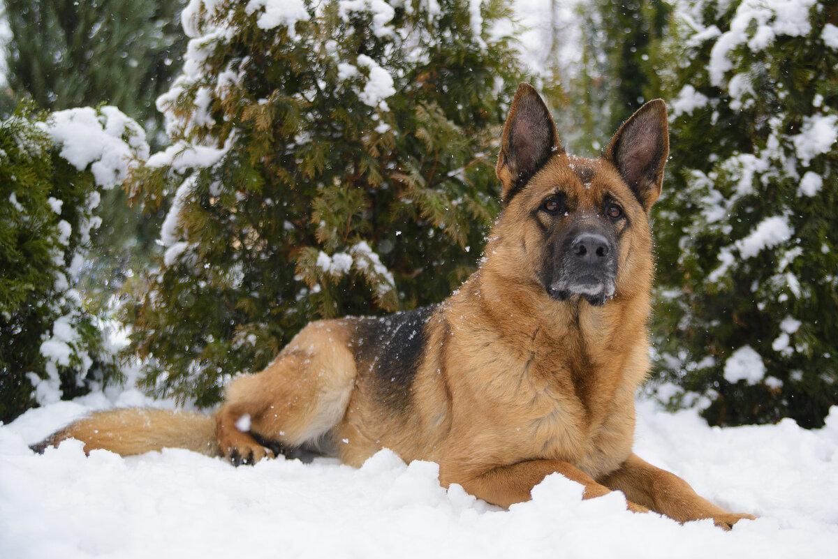 Яндекс картинки, фото с сайта radiopiekary.pl