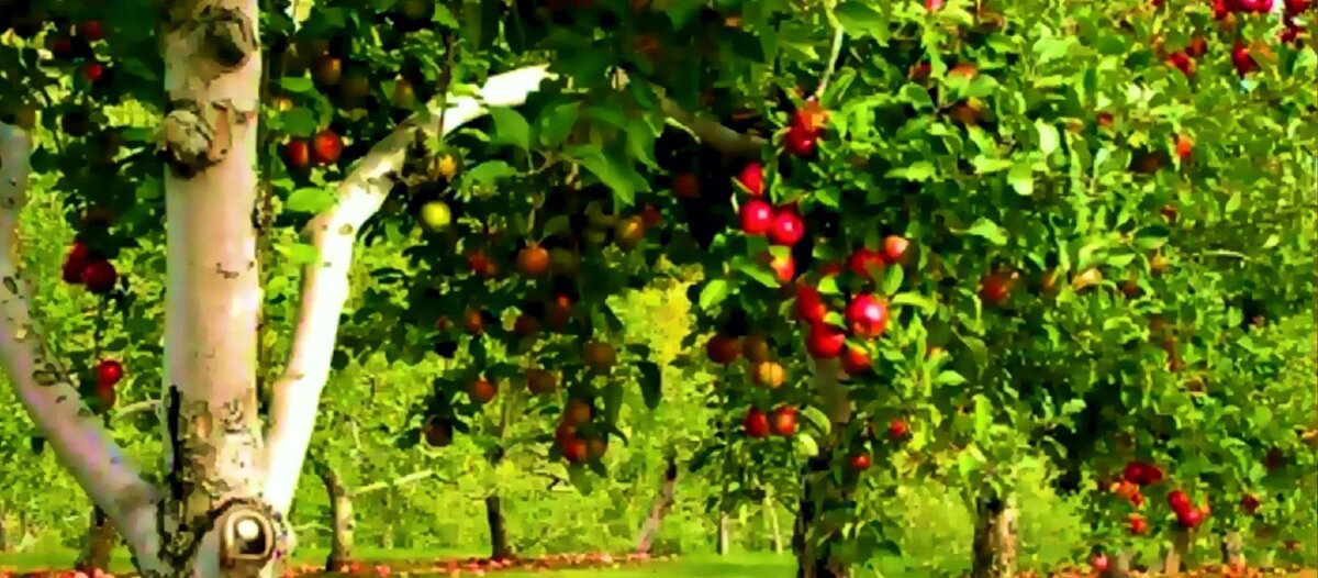 Огородная магия - садовые ритуалы