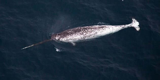 Изображение: пресс‑служба ПАО «Газпром нефть» / Wikimedia Commons📷
