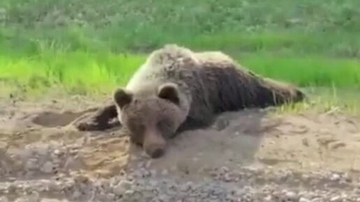 Дром бийск меган