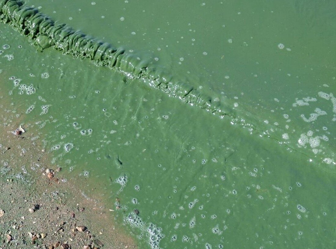 Цветение воды цианобактерии. Зеленая вода. Почему цветет вода. Почему цветет вода. Цианобактерии эвтрофикация.