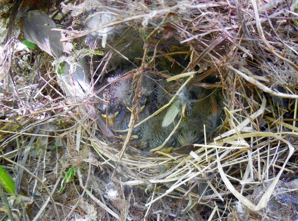 Птенцы пеночек в гнезде