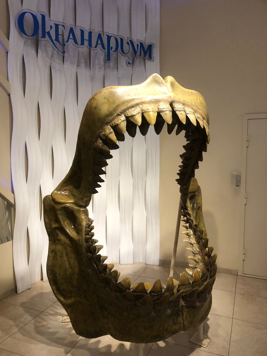 Челюсти  мегалодона на входе