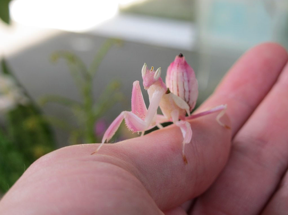 Р‘РѕРіРѕРјРѕР» Hymenopus coronatus