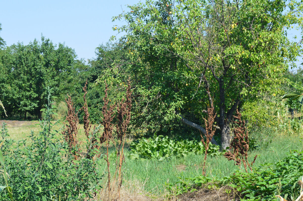 Фото автора. Лето.  Станица. 2022. Семена дикого щавеля.