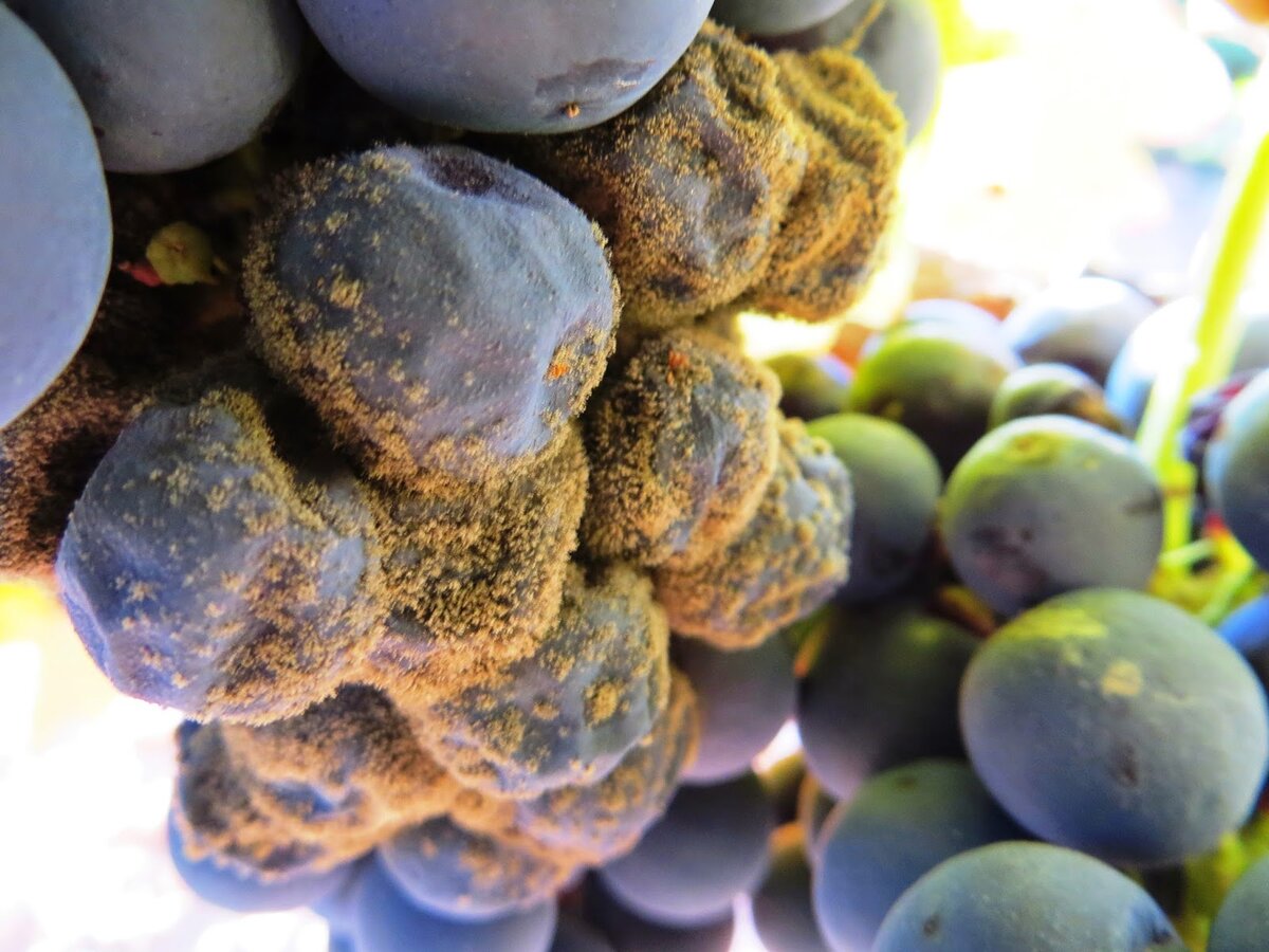 Ботритис (серая гниль)