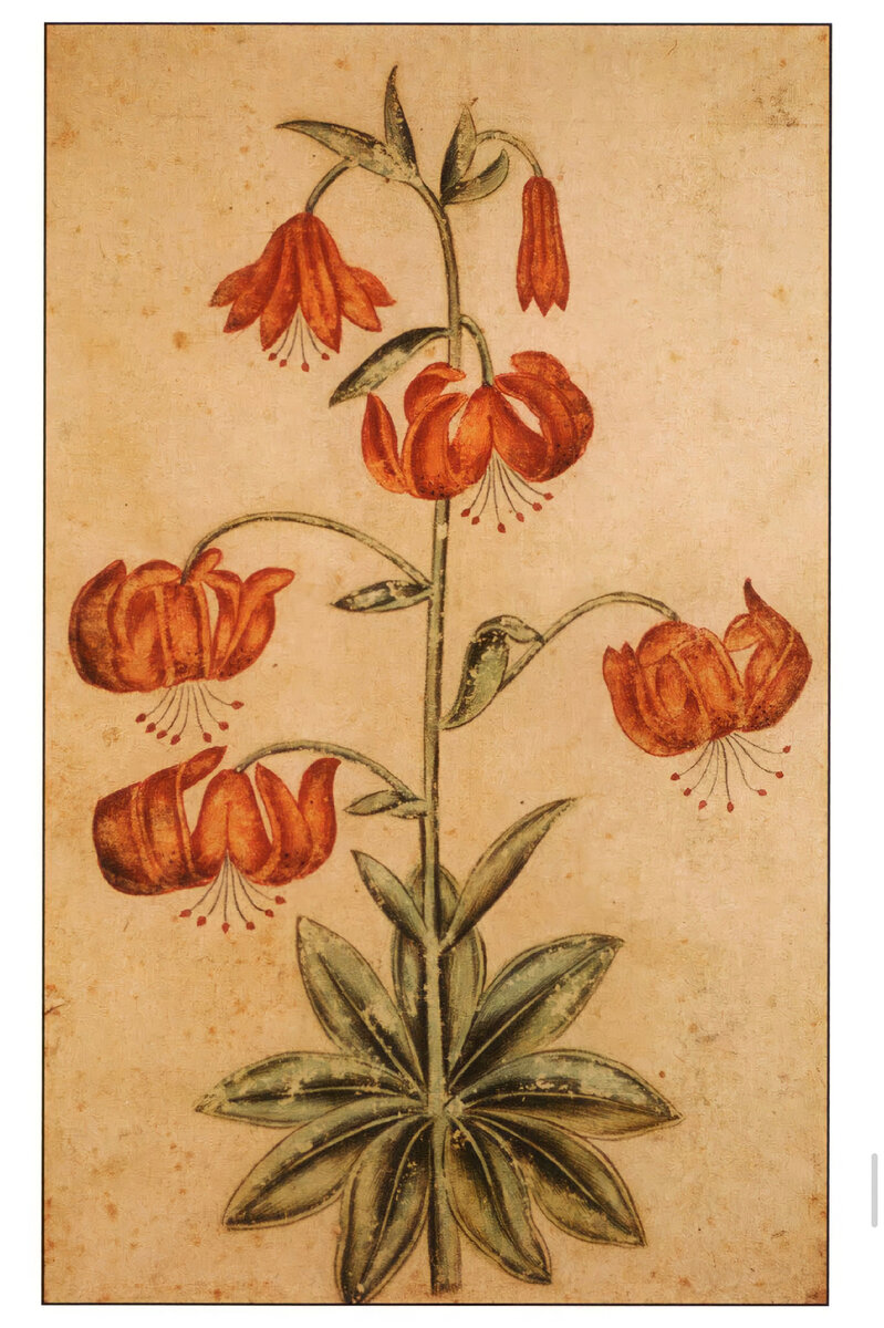 Акварель с златоглавой лилий, один из экспонатов малого альбома лорда Клайва.