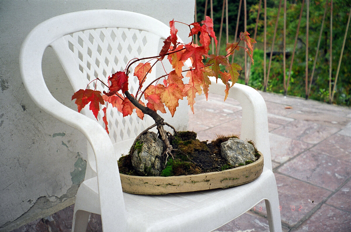 Клен. Фото автора