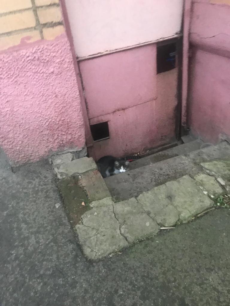 Вот этот подвал, куда на ступени мы поставили котоловку. 