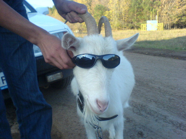 Козёл с подружками свободно разгуливает по Владивостоку