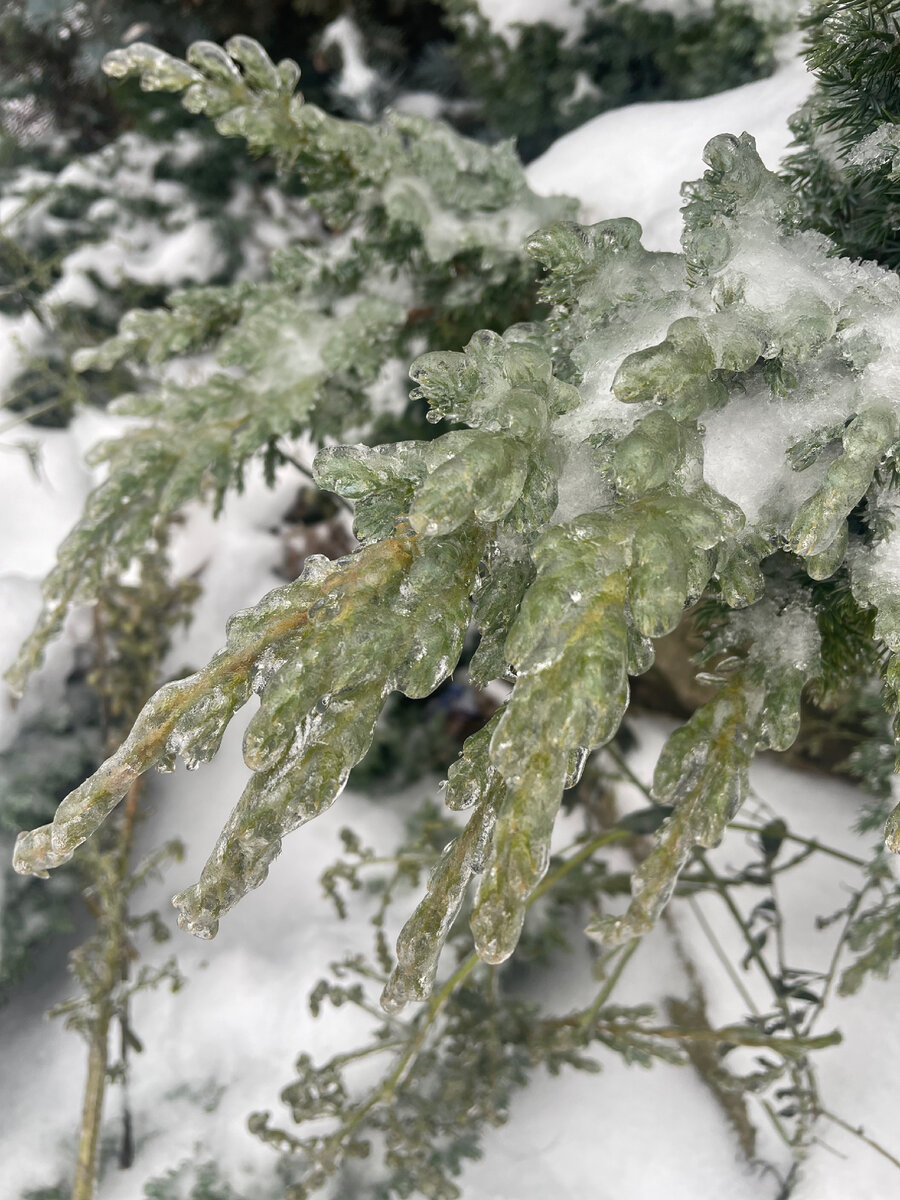 🌲Статья вдогонку ледяному дождю. Что я сделала чтобы зимой спать спокойно,  и не переживать о своих хвойных деревьях. | 🌼ЦветочнаяТема | Дзен