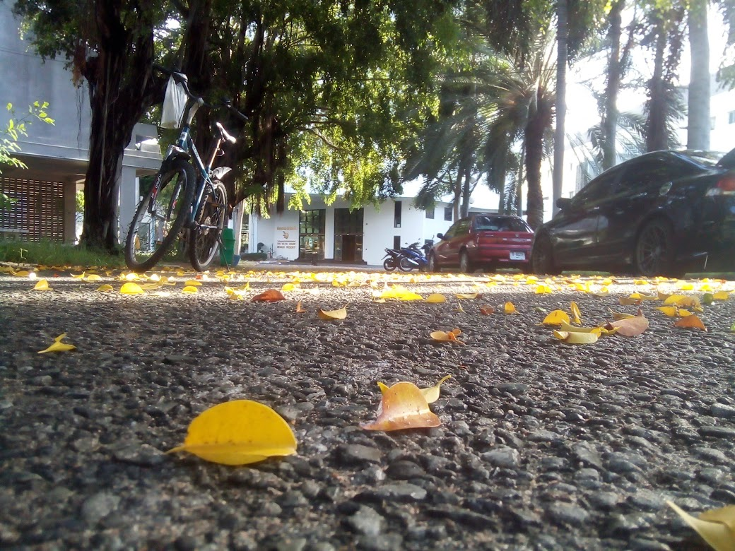 Тайская осень, типа