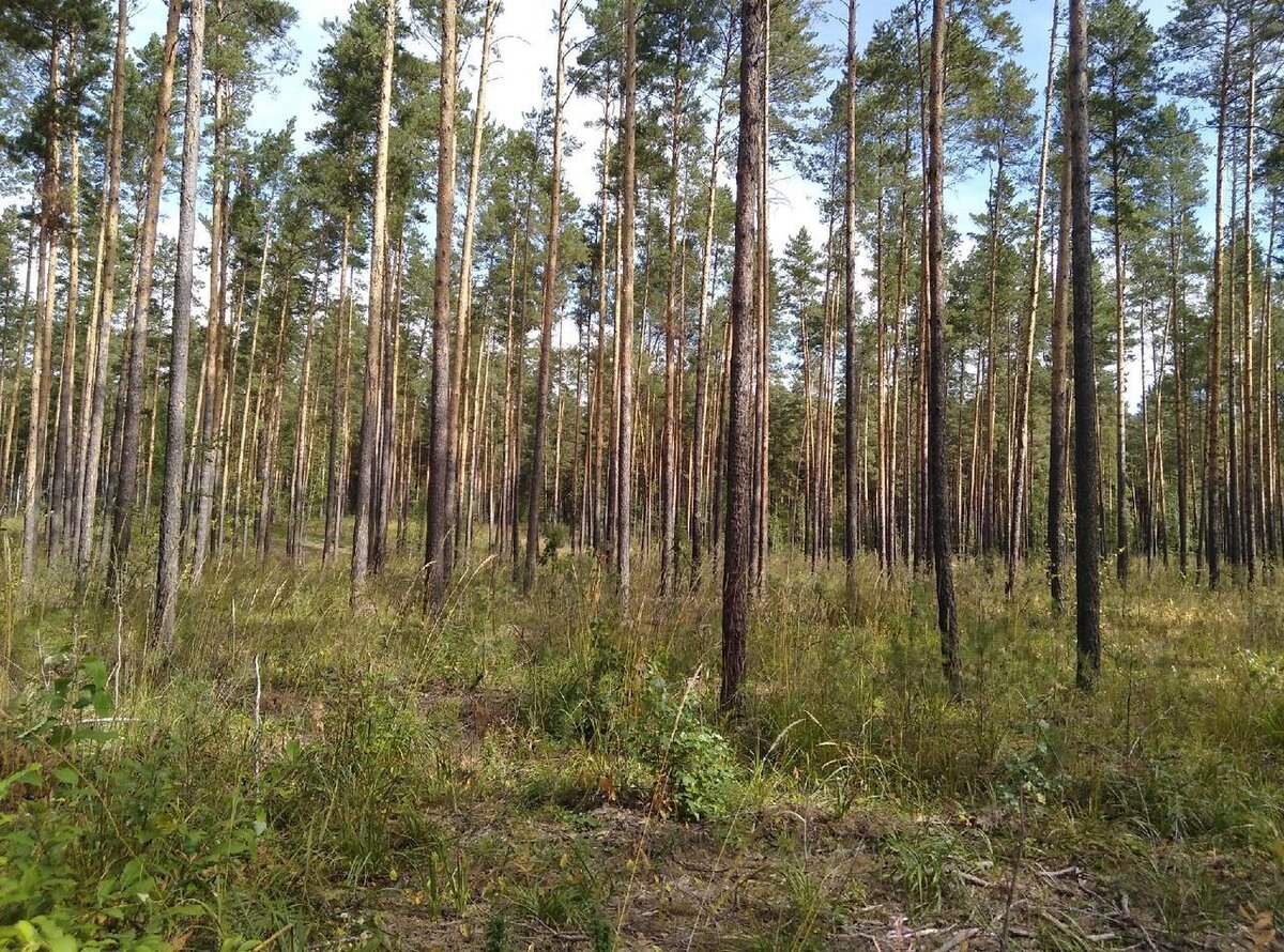 Минприроды новосибирской. Леса Новосибирска. Вырубка лесов. Молодой лес Новосибирск. Лес Новосибирск фото.