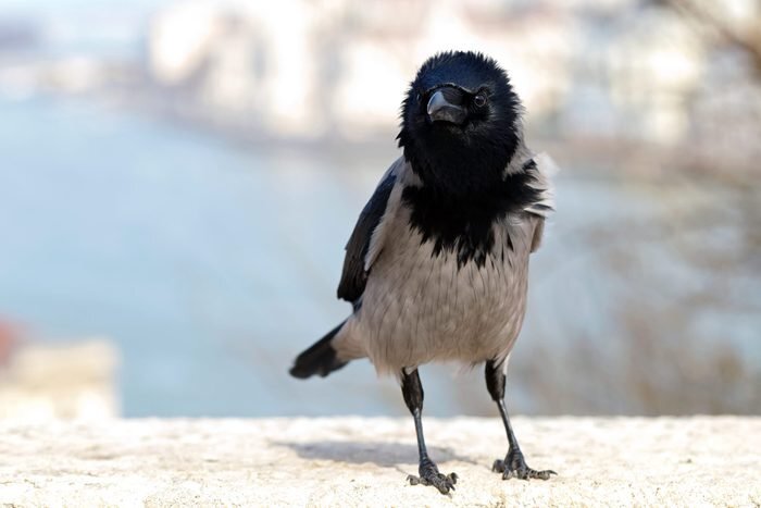 OCSKAYMARK/ISTOCK