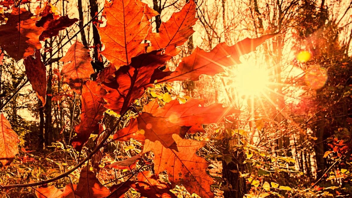 Опасная геомагнитная обстановка переросла в мощные геоудары. Фото: pxhere.com