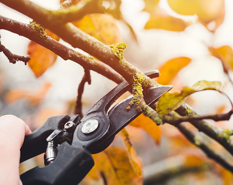 Обрезка сада от Студии ART Story 