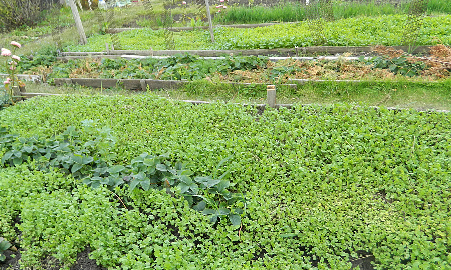 Улучшение почвы осенью: обеззараживание, внесение удобрений, раскисление, посев сидератов