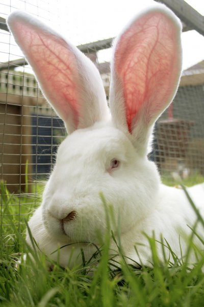 Из свободных источников