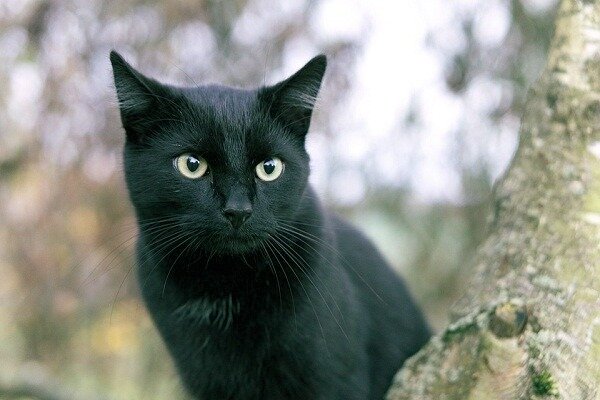 Неизвестная чёрная кошка ворвалась в кадр фильма "Любопытная варвара" и стала актрисой.