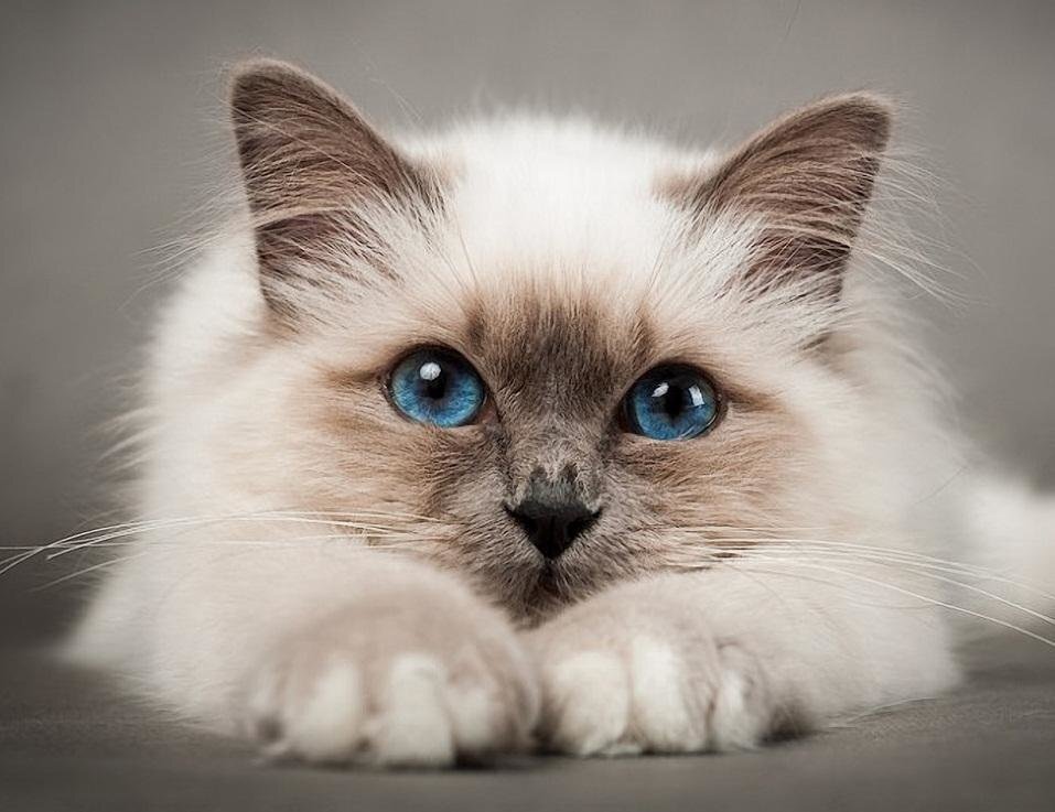 Фото: https://avatars.mds.yandex.net/
