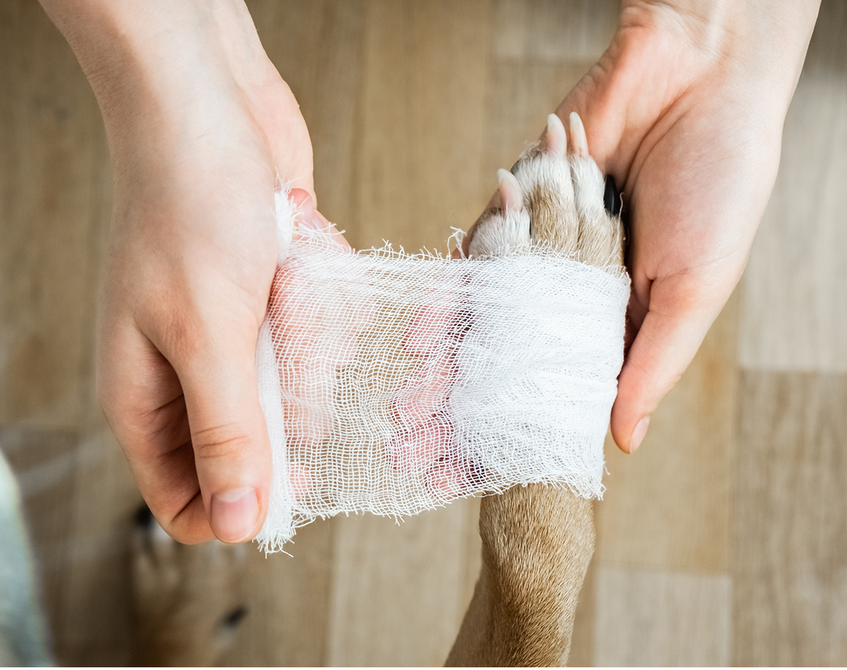 Бинтовая перевязка лапы у собаки. Взято с сайта vetsource.com