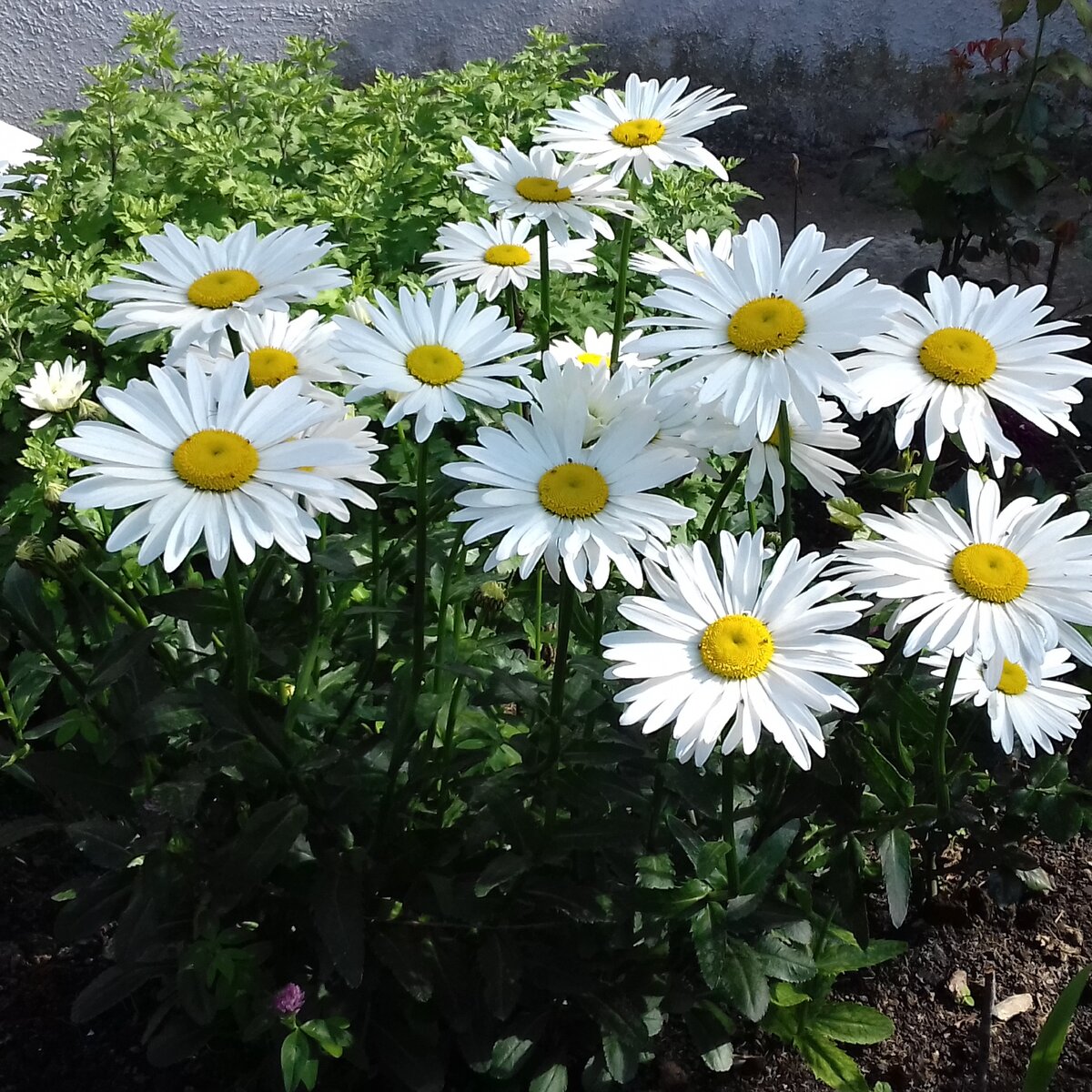 Люблю ромашки