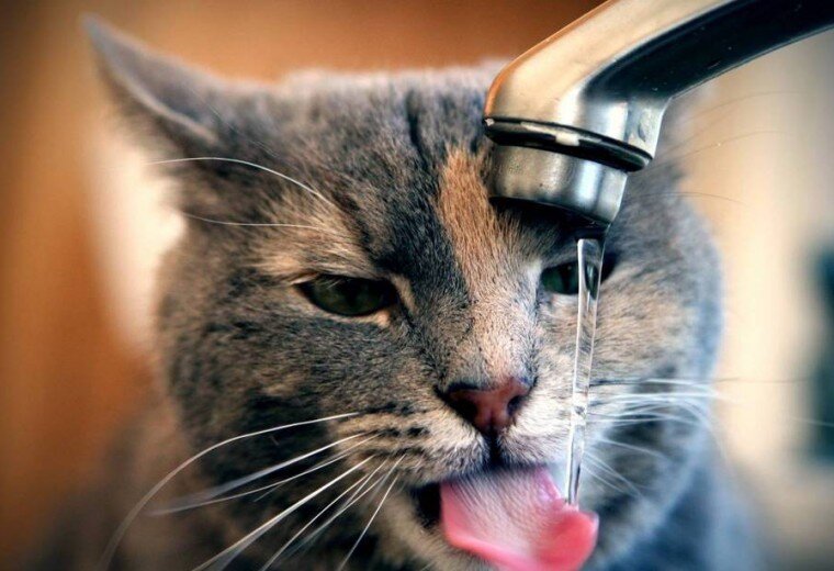 гурии временны, сушнячок постоянный