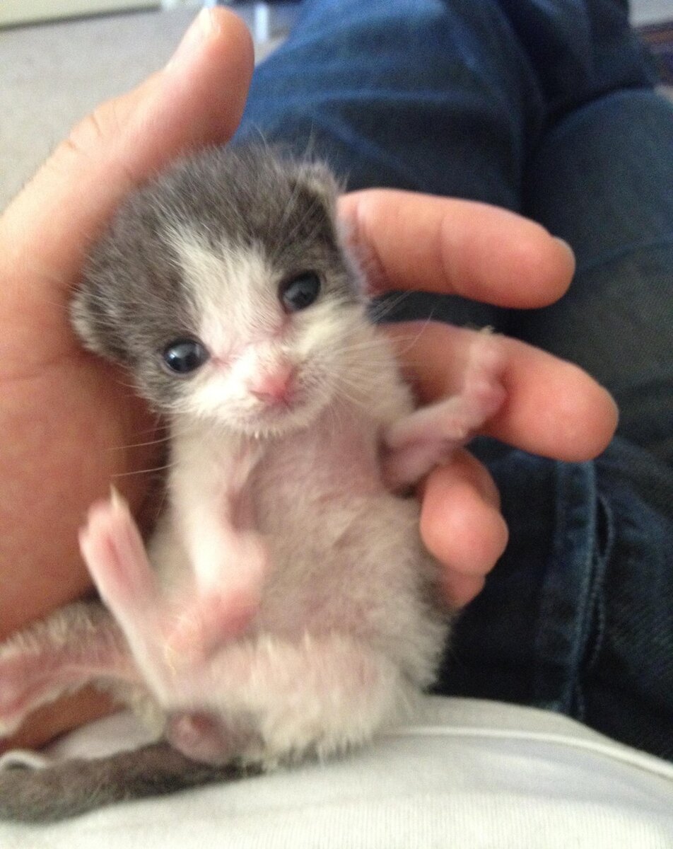 Найденная кошечка. Источник фото: givepaw.ru