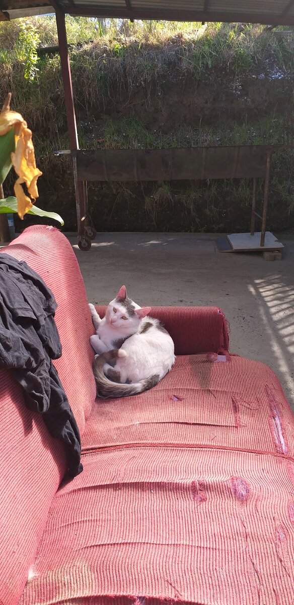 Кот Чуга Пансон