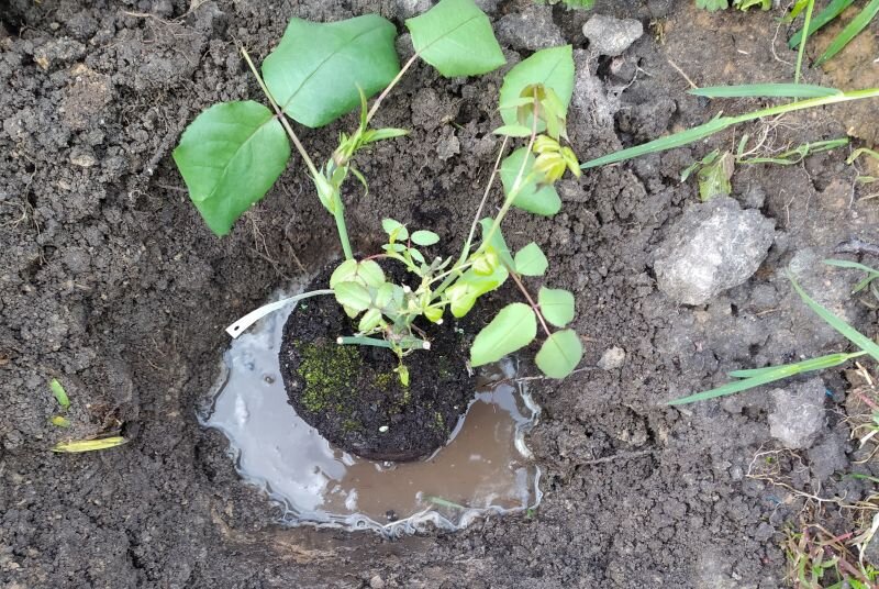 Вот так сажаю розы в саду.