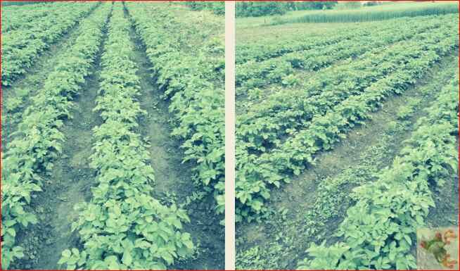 Мои  картофельные грядки