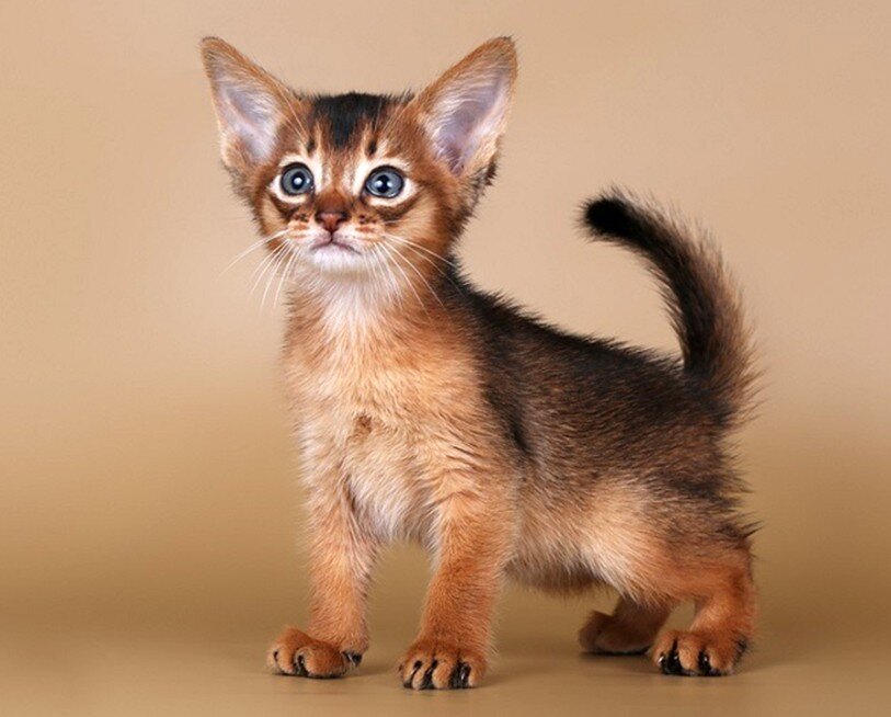 Красавчик - малыш