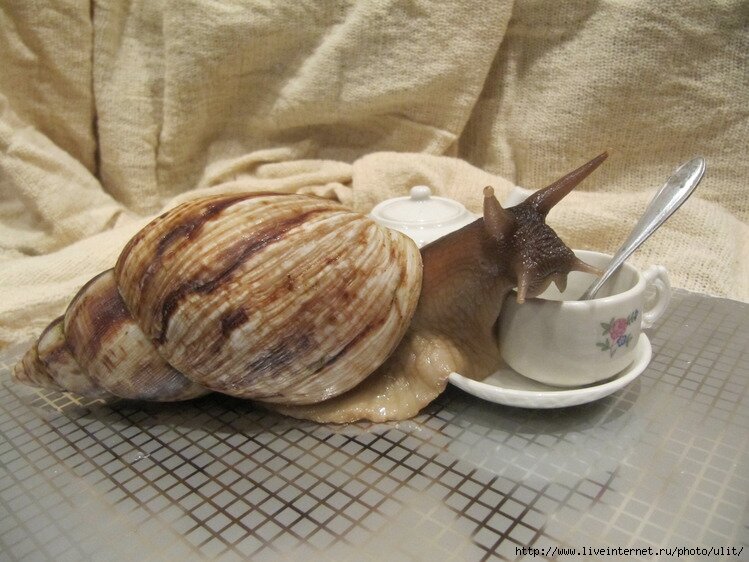 Ахатина Ретикулята