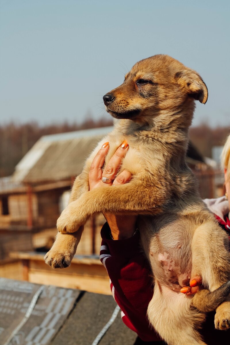 Щенок в приюте Веретье.