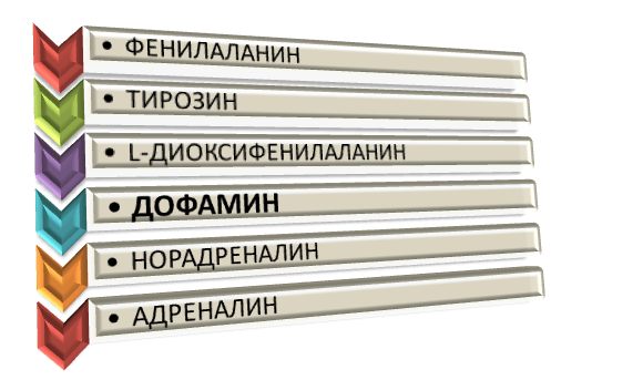                                      Схема синтеза дофамина (изображение автора)