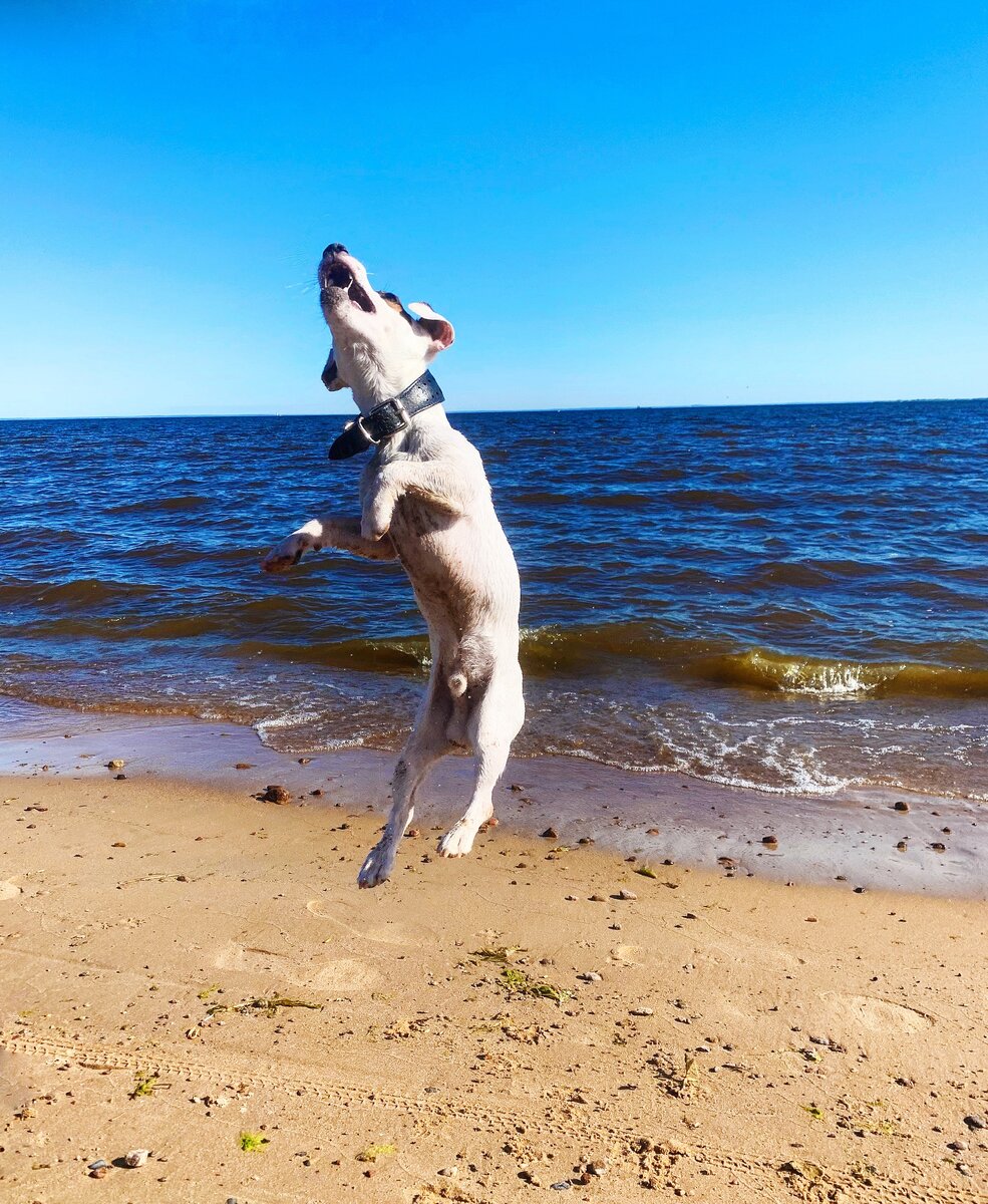 Прыжки на берегу Финского залива