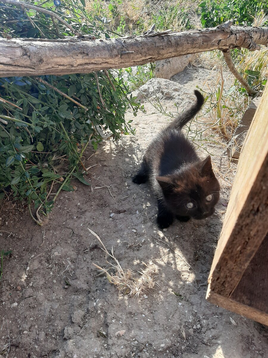 Этого милаху подбросили буквально на днях!