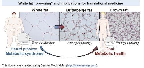 Разные типы жира в организме человека и животных. Преобладание "белого жира" представляет собой - ожирение.