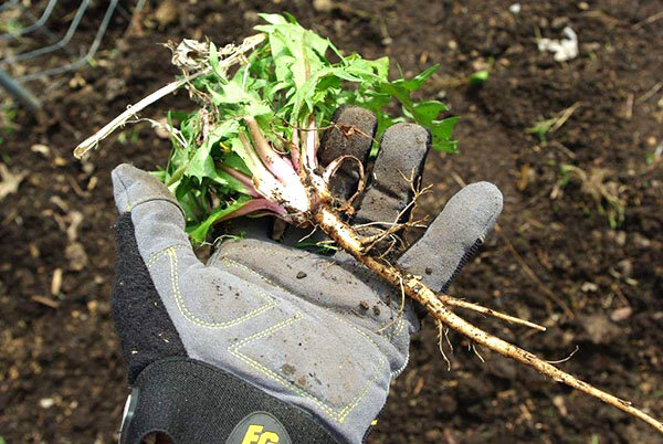 Фото из интернета