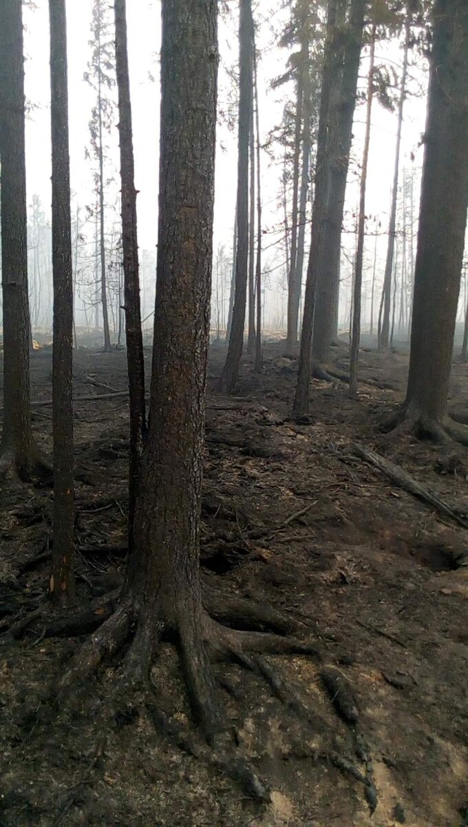 Вот фотография локализованного пожара. Ни травинки, ни зверушки. После пожара лесу нужно очень много времени чтобы восстановиться. 