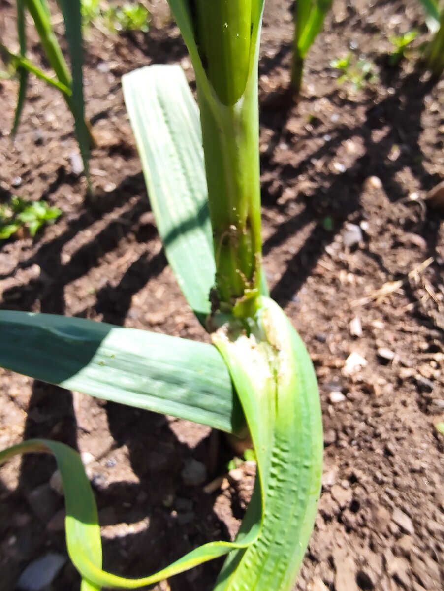 Листья чеснока испорчены вредителем