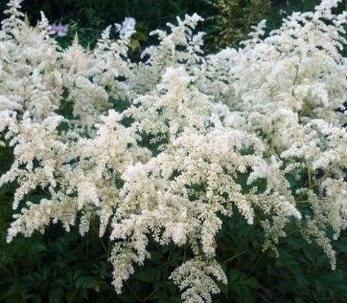 У меня это сорт Дойчланд