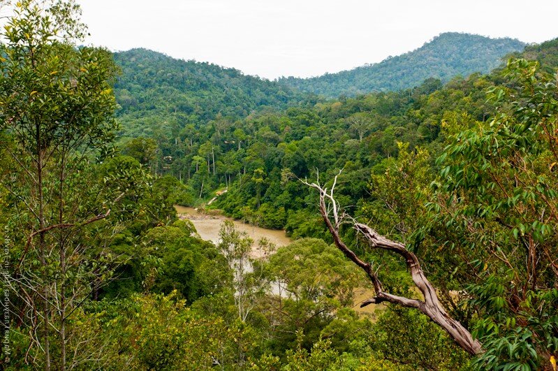 Вид на лес и реку