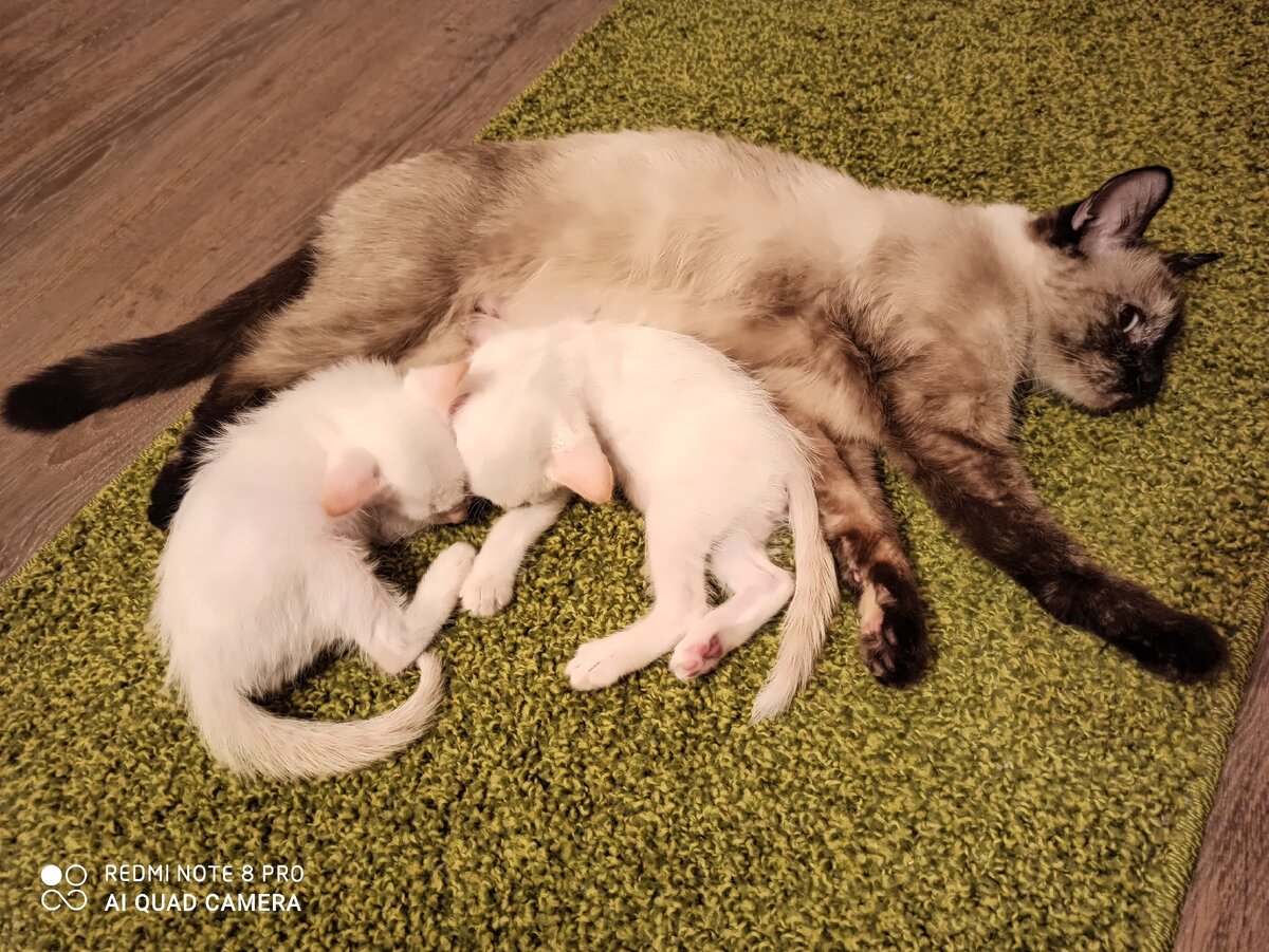 Тайский Кошка и Котёнки  