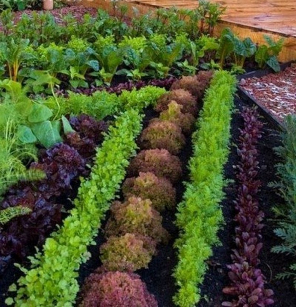 Сидераты и смешанные посадки!